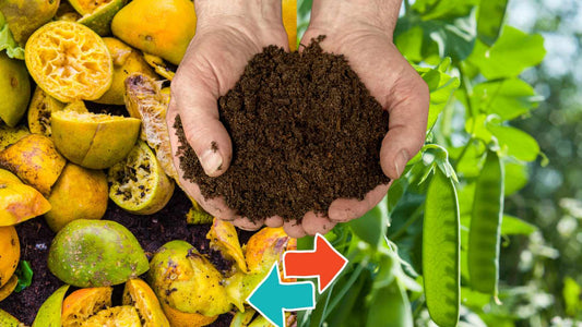 Kitchen Waste to Organic Manure: A Gardener's Secret Weapon