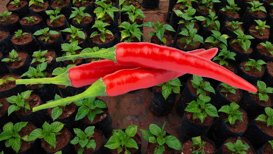 How and when to prepare a chili nursery?