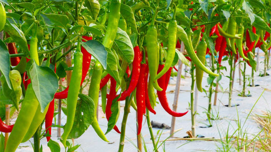 Is mulching paper essential for a chili crop?