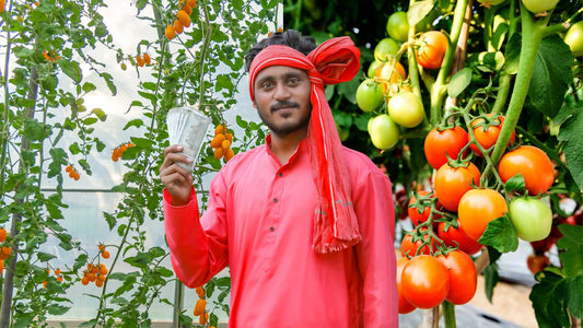 tomato cultivation