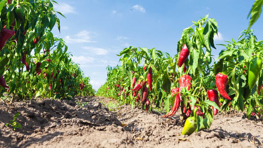 How to prepare beds for chili cultivation?