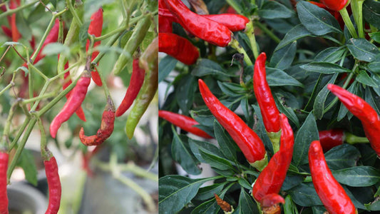 How to control pathogens occurring in Chili crops?