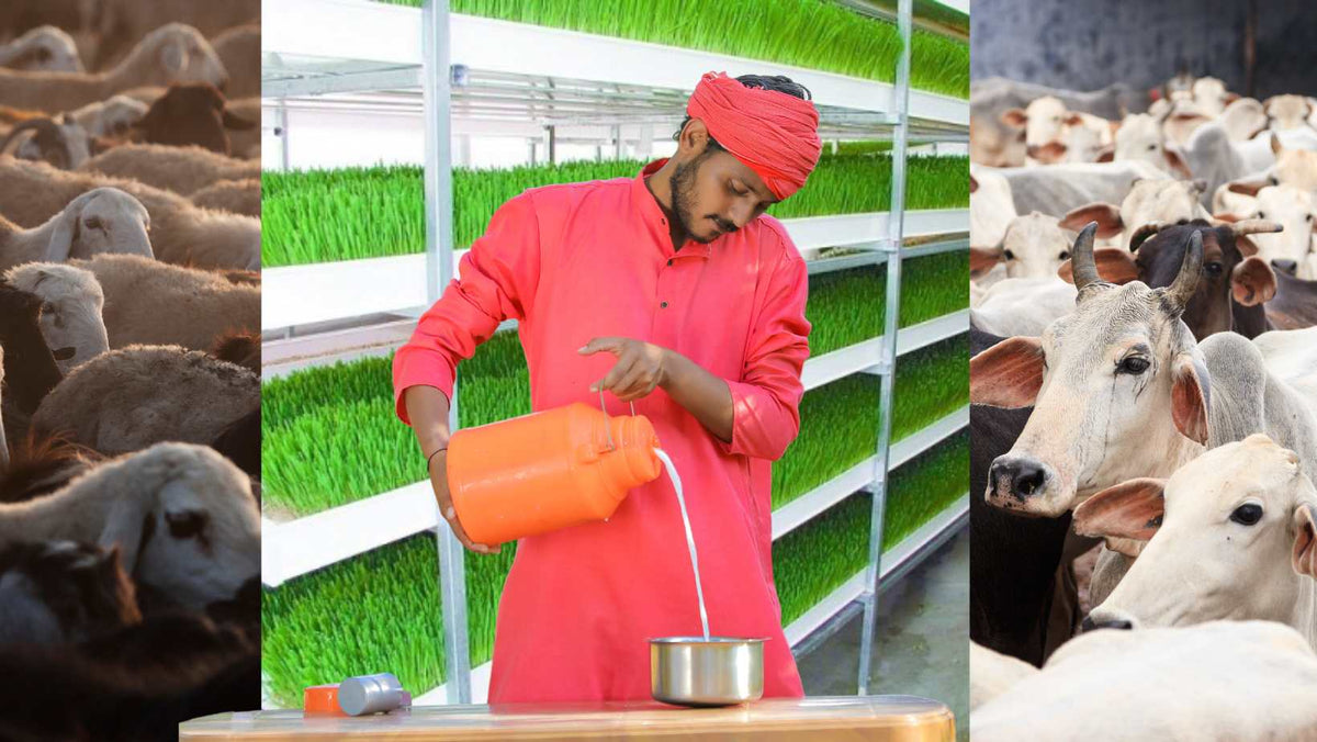 Hydroponics Fodder System: A Boon for Indian Farmers – resetagri