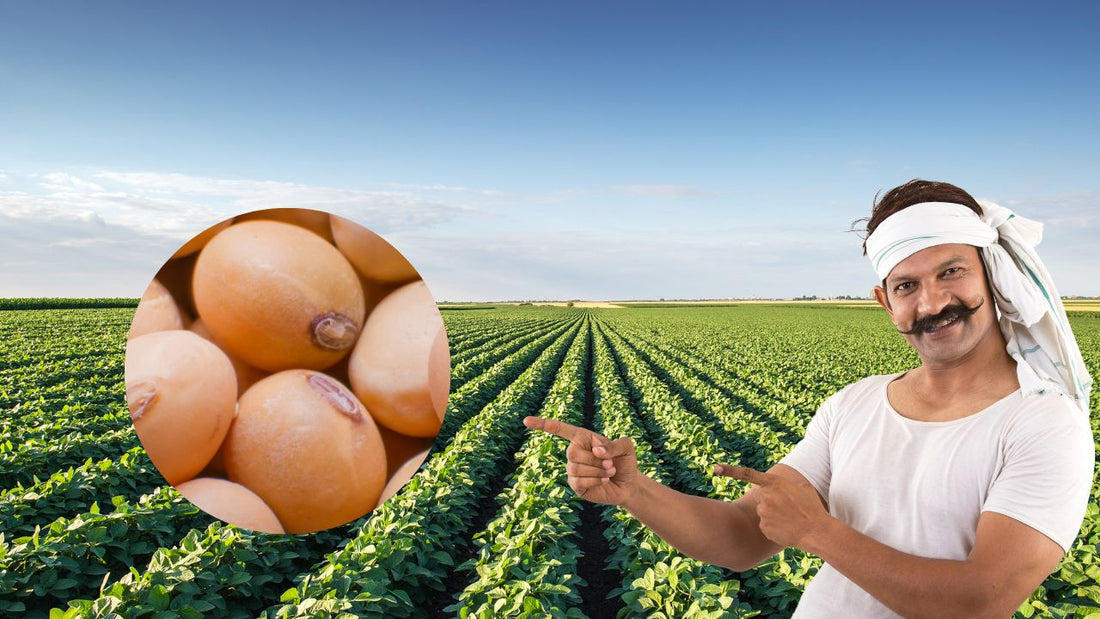 Is sulphur important for Soybean crop?