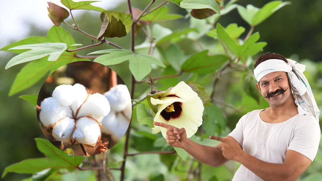 Is sulphur important for Cotton Yield?