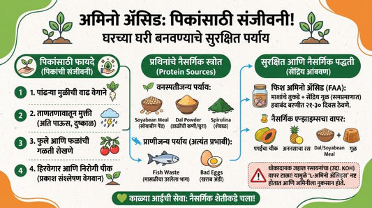 अमिनो ॲसिड: पिकांसाठी संजीवनी! घरच्या घरी बनवण्याचे सुरक्षित पर्याय