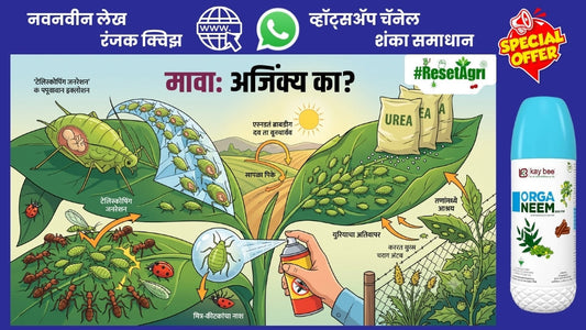 तुमच्या पिकावरील मावा नियंत्रणात का येत नाही?