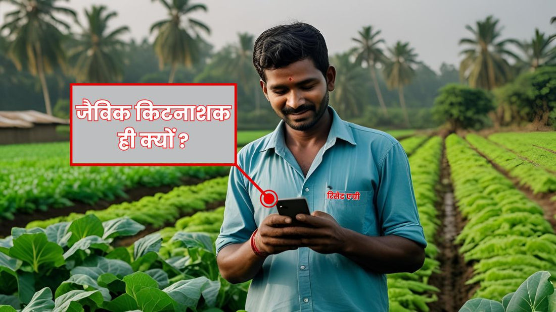 Why Beauveria bassiana is better than chemical pesticides and when, why and how should farmers use it.