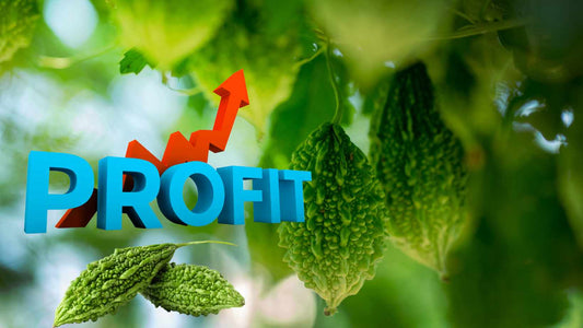 How Indian Farmers make more profit by cultivating bitter gourd : The Complete Guide (Part II)
