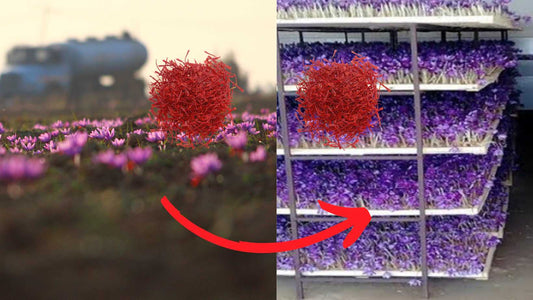Inddor saffron cultivation