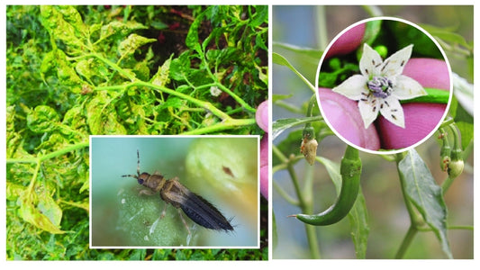 The Black Thrips Menace: How to Defend Your Chilli Crop