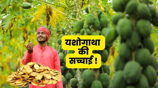 चार एकड़ पपीतेसे एक करोंड की कमाई !