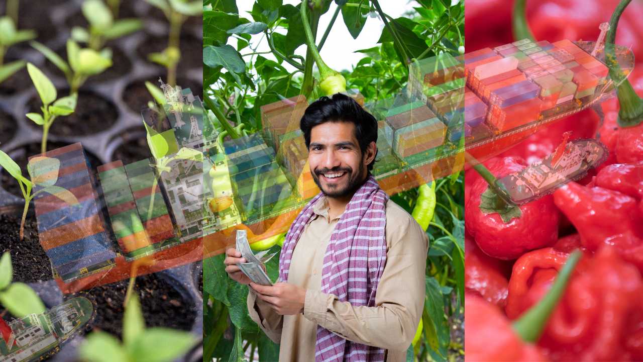 Unleashing the Fire Within: Mastering Chilli Cultivation for Indian Fa ...