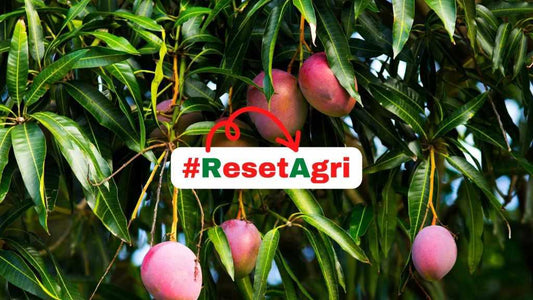 basal dose for mango