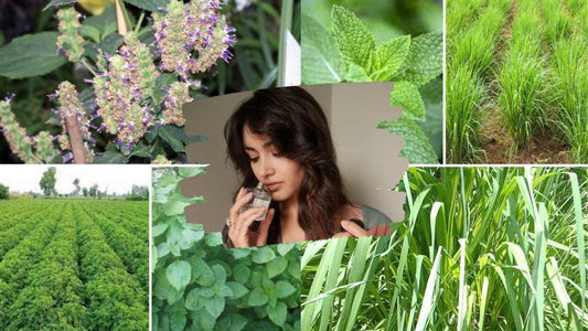 AROMATIC CROPS  Basal dose  Citronella  FERTILIZER SCHEDULE  Geranium  lemongrass  Mint  Palmarosa  Patchouli