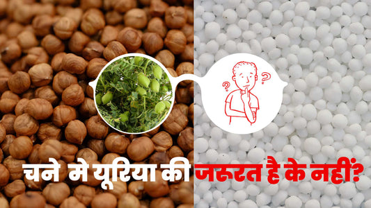 चने मे यूरिया देने की जरूरत क्यों आन पड़ी?