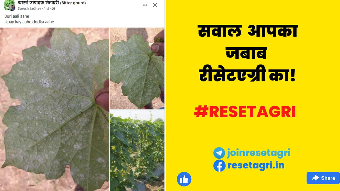 करेला, तुरई, ककड़ी जैसे फसलों मे आनेवाले भूरी पर क्या उपाय करे?