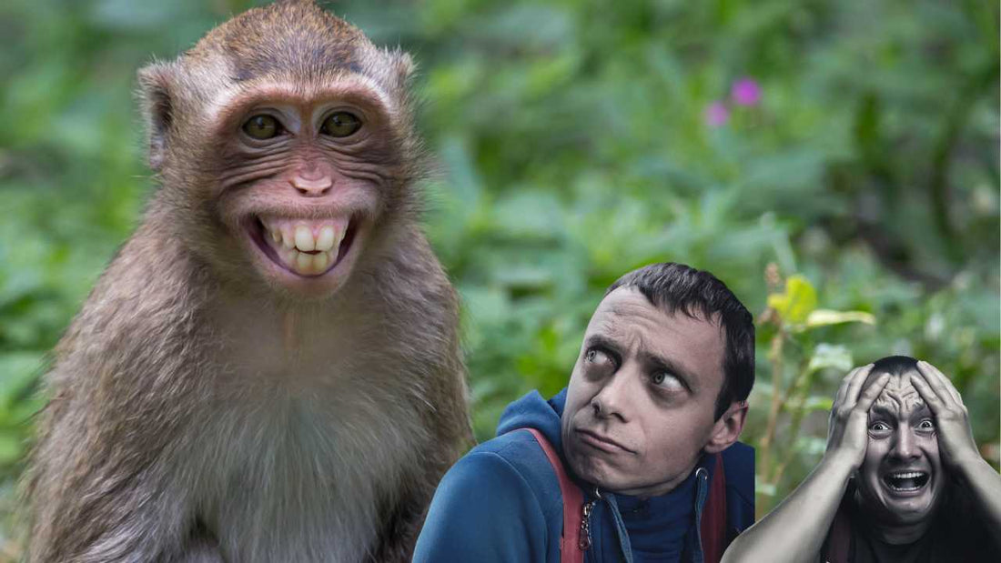 monkey gun for farmer protection