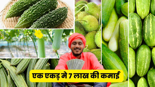 cultivation method for fruit vegetables like bitter gourd, sponge gourd, ridge gourd, ivy gourd, spiny gourd