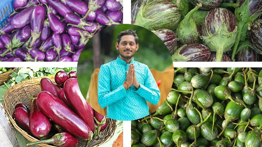 वांगी पिकाचे खत व फवारणी व्यवस्थापन (पाटील बायोटेक अनुसार)