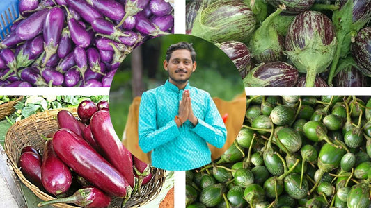 वांगी पिकाचे खत व फवारणी व्यवस्थापन (पाटील बायोटेक अनुसार)