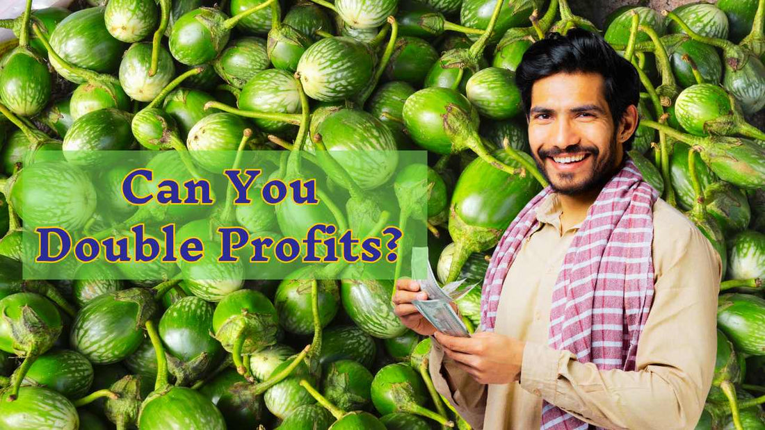 Cultivating Success with Brinjal: A Guide to Higher Yields and Profits