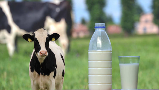 The Importance of Calcium for Happy Cows: A Guide for Farmers