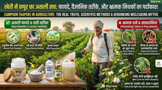 खेती में कपूर का उपयोग: फायदे, सही तरीका और वैज्ञानिक सच्चाई