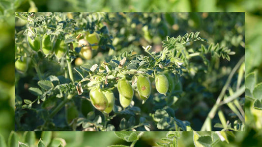Chickpea Cultivation Management for Common Indian Farmers