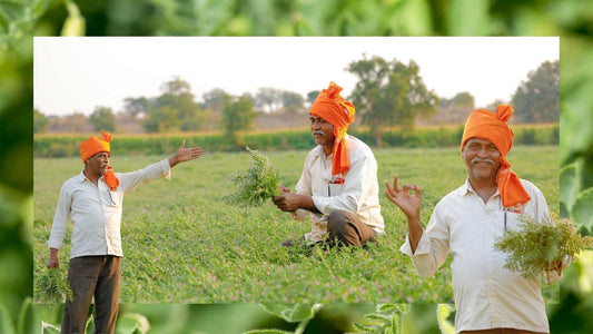 Empowering Indian Farmers: Maximizing Chickpea Yields, Minimizing Costs, and Adding Value