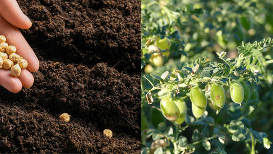 Cheapest seed treatment for Chickpea that works most efficiently!