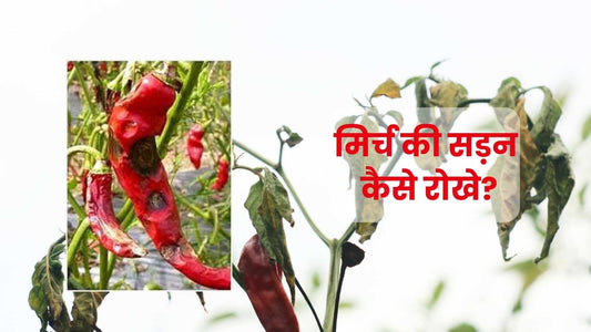 Haru Fungicide: Double Dose of Protection for Your Chillies & Soybeans!
