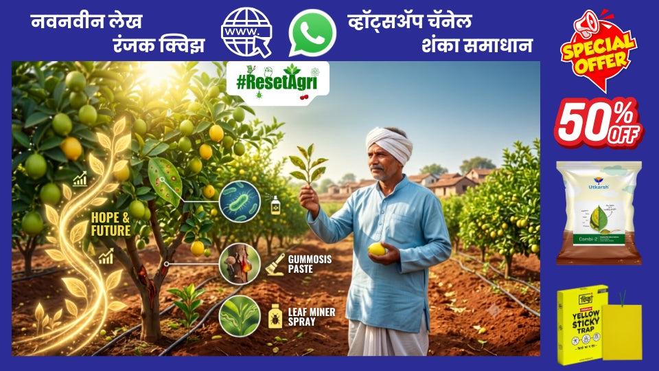 लिंबू वर येणारे रोग व किडी..