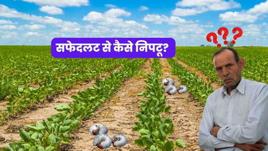 white grub is potential threat for sugarcane, soybean, maize, onion, potato and groundnut. Here we provide method to control this pest.  Indian farmers can benefit a lot from resetagri website. 