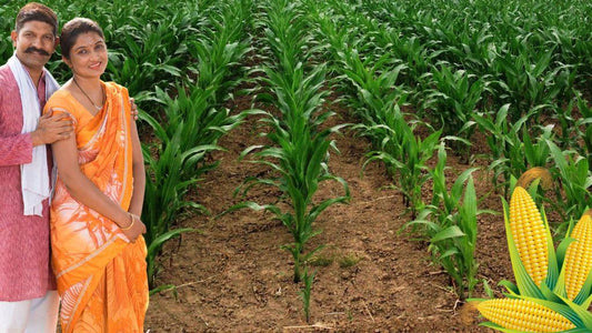 सिर्फ 30 मिली प्रति एकड़ के डोस से करे मकई का खरपतवार प्रबंधन!