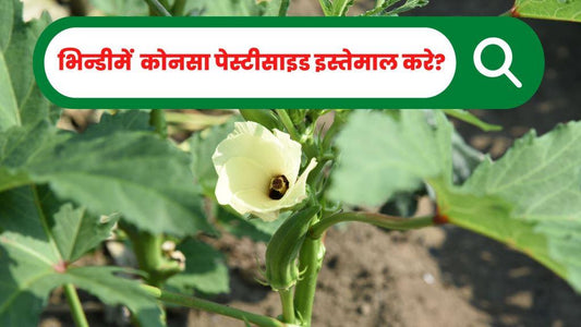 भिन्डी में एफिड (माहू/मावा) नियंत्रण करेंगे सस्तेमें, तो मुनाफा होगा ज्यादा!