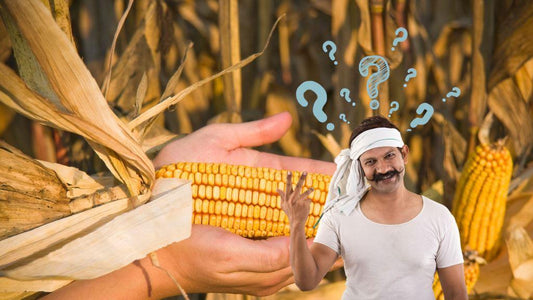 क्या किसान मक्केके फसल से मुनाफा कमा सकता है?