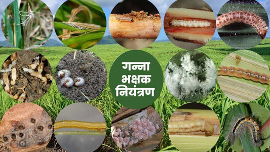 Sugarcane pest control in two minutes!