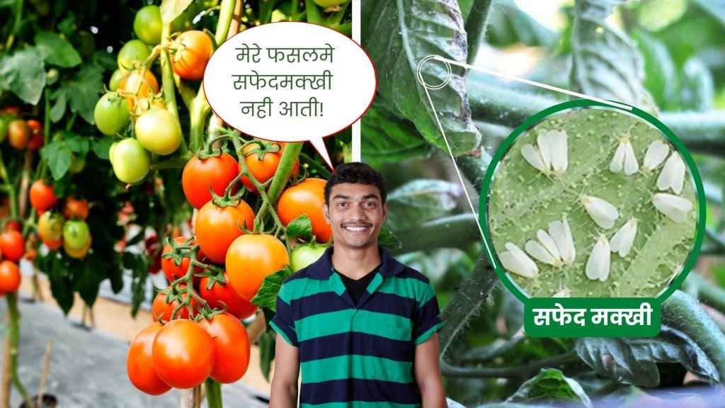 टमाटर के फसल को सफेद मक्खी से कैसे बचाए?