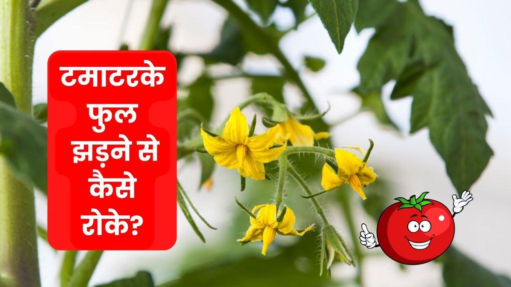 टमाटर के फुल झड़ने से कैसे रोके?