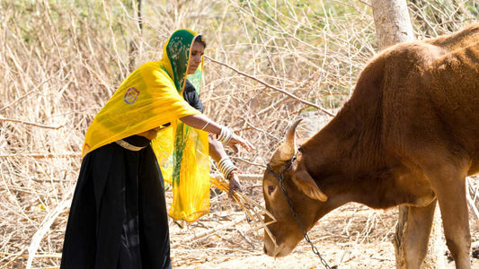 Boosting Milk Production: A Simple Guide to Feeding Your Cattle in India