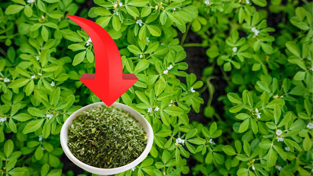 Unlocking Profit Potential for Rural Indian Farmers with Kasuri Methi Farming
