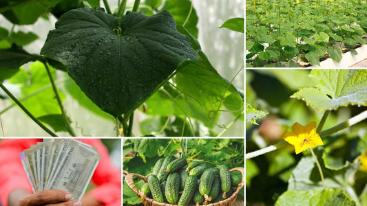 cucumber farming