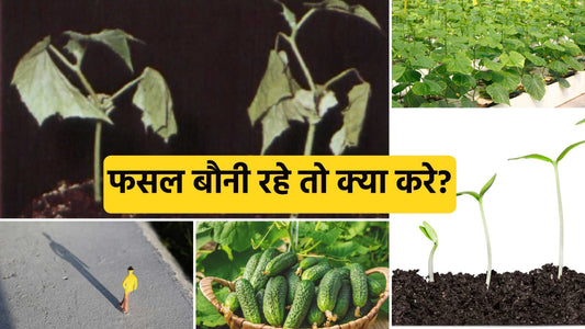 stunted growth of crop