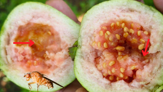 Fruit Fly Infestation in Guava: A Major Problem for Farmers