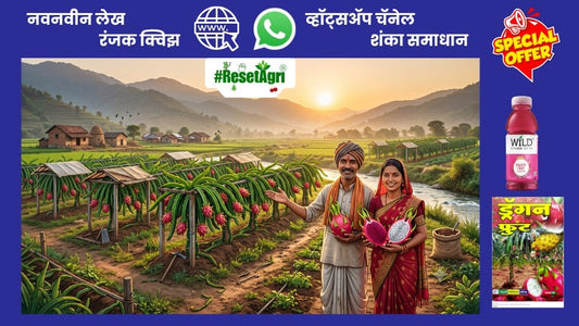 ड्रॅगन फ्रूट शेती: खरंच १ एकरात २० लाखांपर्यंत उत्पन्न मिळते का?