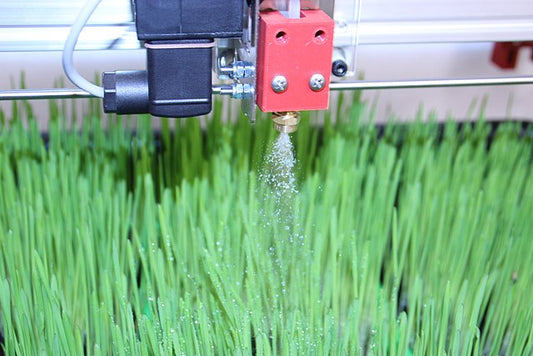 Hydroponics Fodder: A Smart Solution for Feeding Your Cattle in Water-Scarce Regions