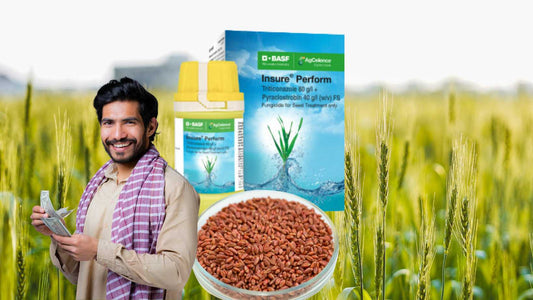 Insure Perform: The Wheat Seed Treatment Solution for Indian Farmers