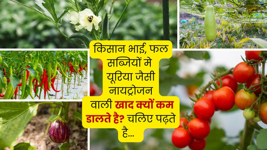 खेती में यूरिया का 'अति-प्रयोग': फायदा या बड़ा नुकसान?