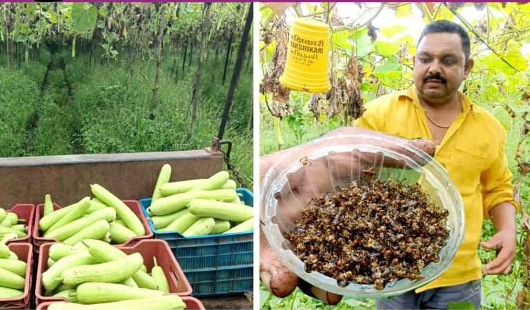 Stop Fruit Flies Before They Ruin Your Harvest! Expert Control for Indian Farmers